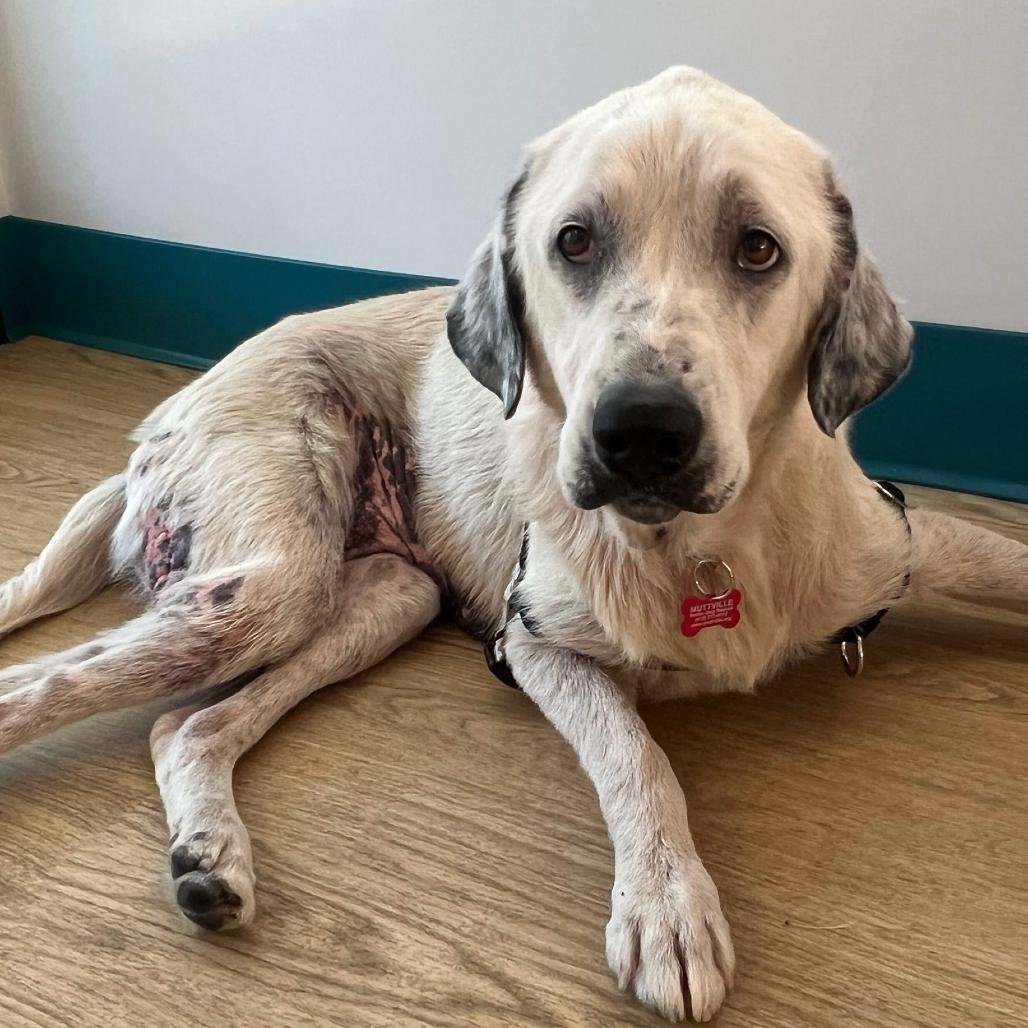 Enlarge Study Buddy 14460, a Adoptable Great Pyrenees in San Francisco, CA image 2/6