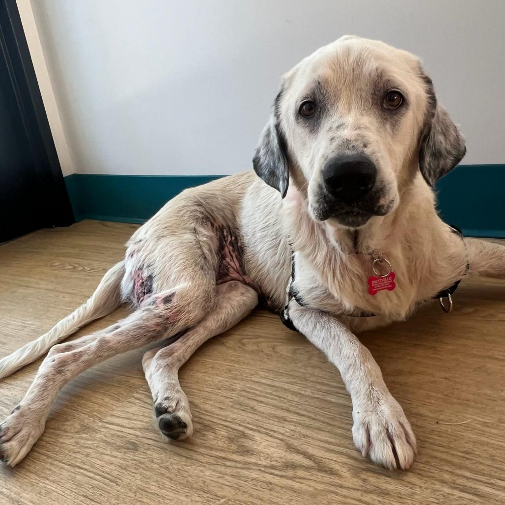Enlarge Study Buddy 14460, a Adoptable Great Pyrenees in San Francisco, CA image 3/6