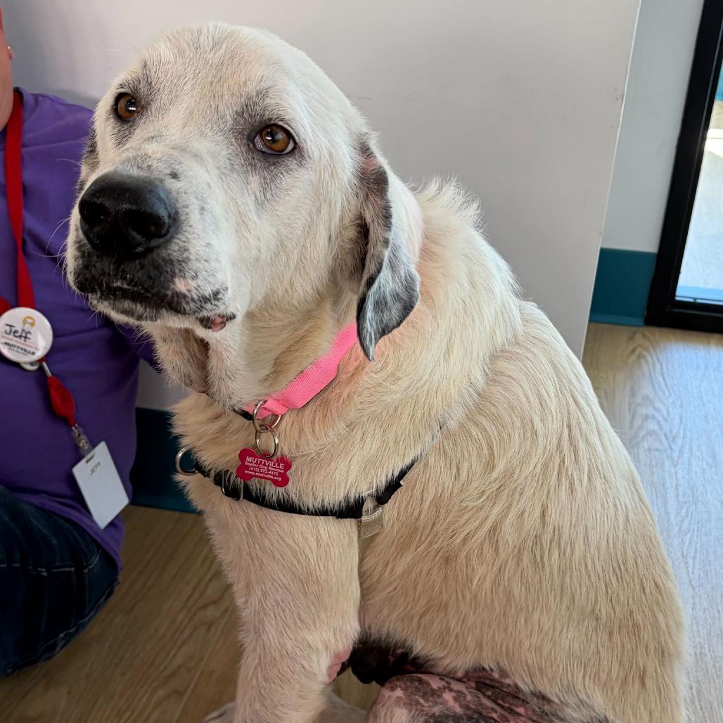 Enlarge Study Buddy 14460, a Adoptable Great Pyrenees in San Francisco, CA image 5/6