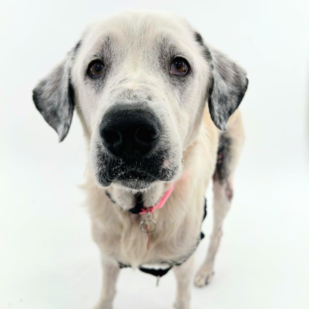 Enlarge Study Buddy 14460, a Adoptable Great Pyrenees in San Francisco, CA image 6/6