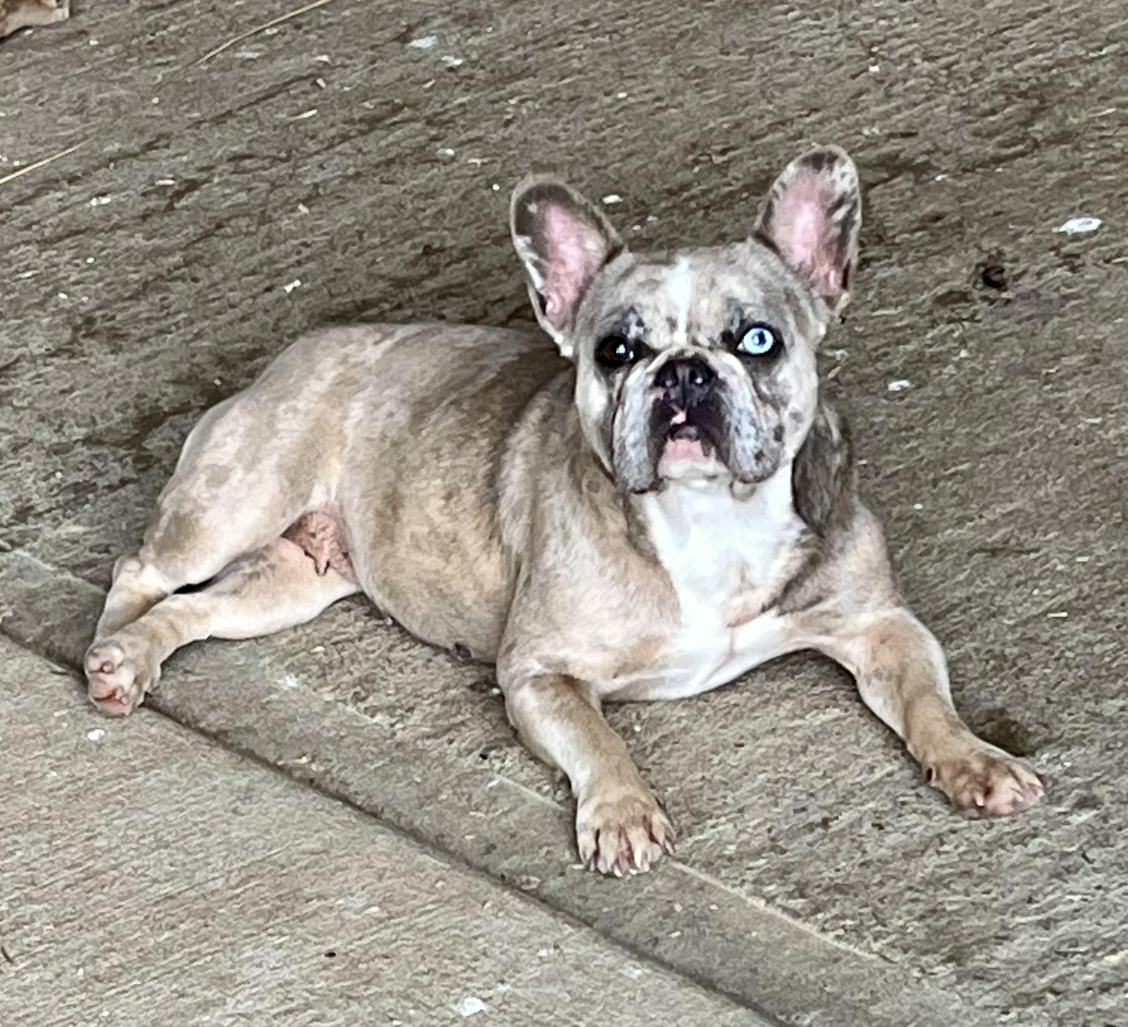 Enlarge Liza, a Adoptable French Bulldog in Athens, OH image 3/3