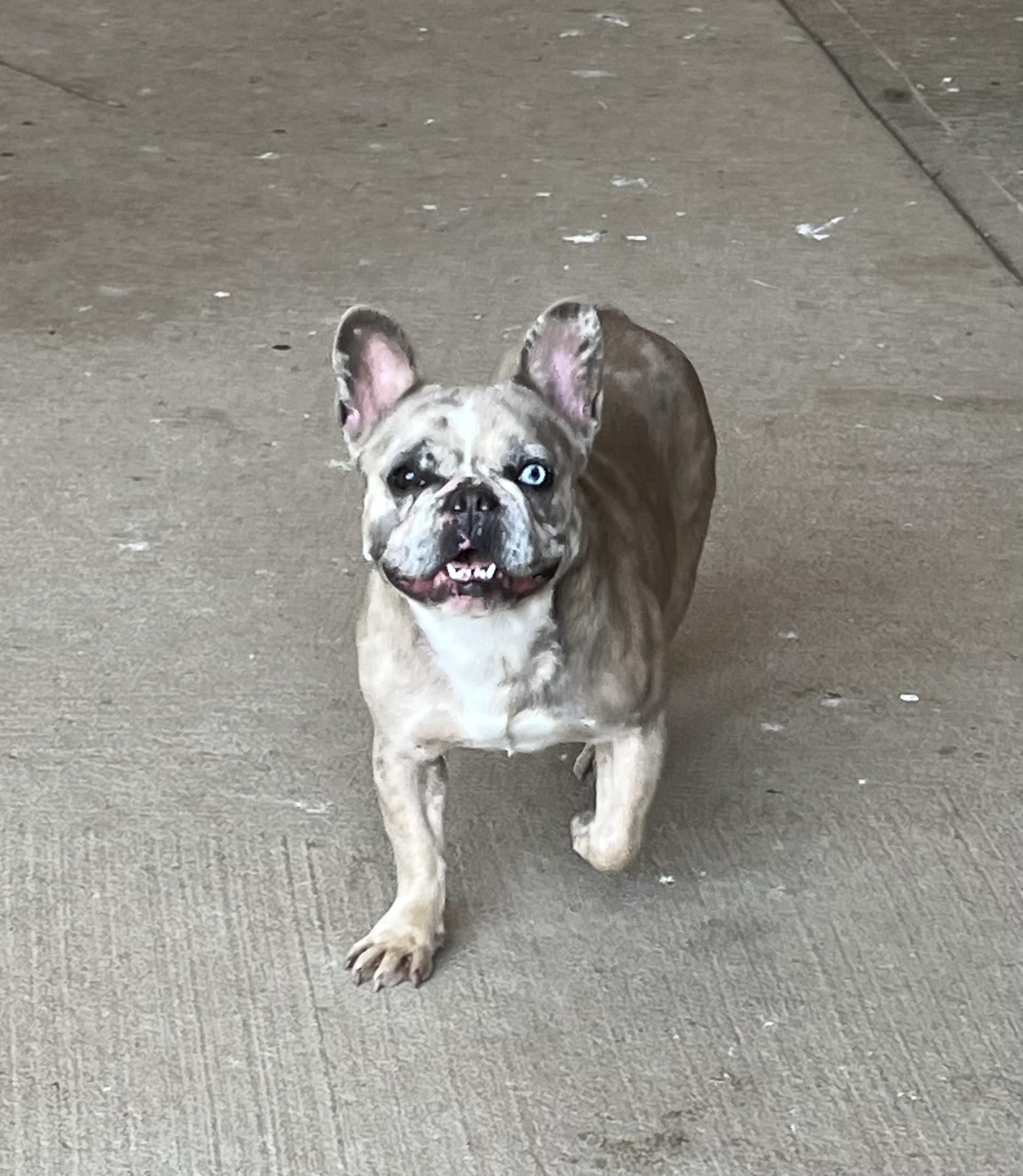 Enlarge Liza, a Adoptable French Bulldog in Athens, OH image 1/3