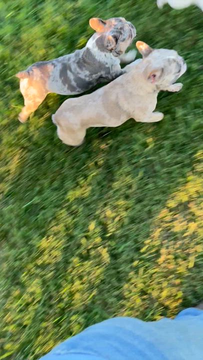 Enlarge Liza, a Adoptable French Bulldog in Athens, OH video 2/3