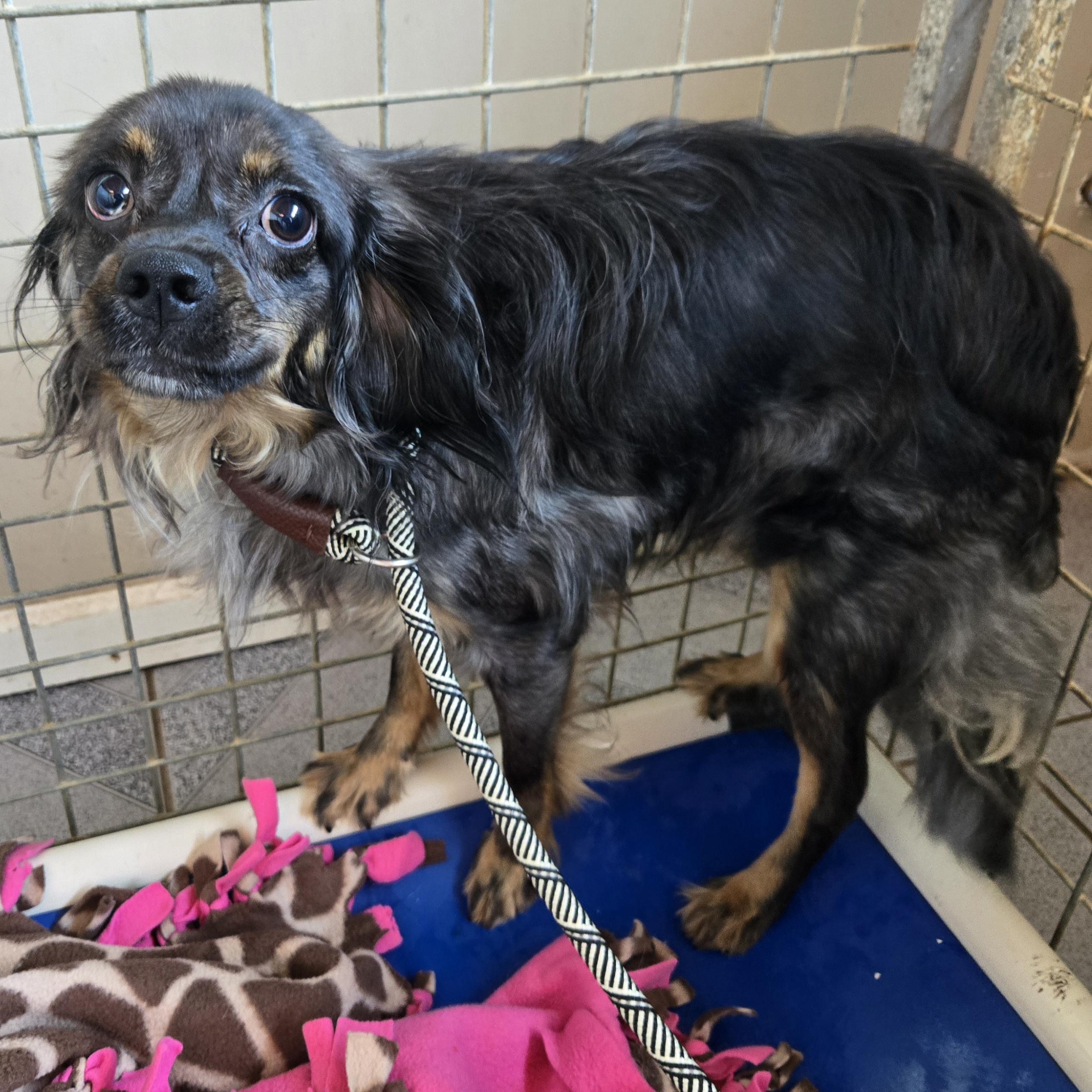 Enlarge Harry, a ADOPTABLE mixed breed in Normal, IL image 6/6