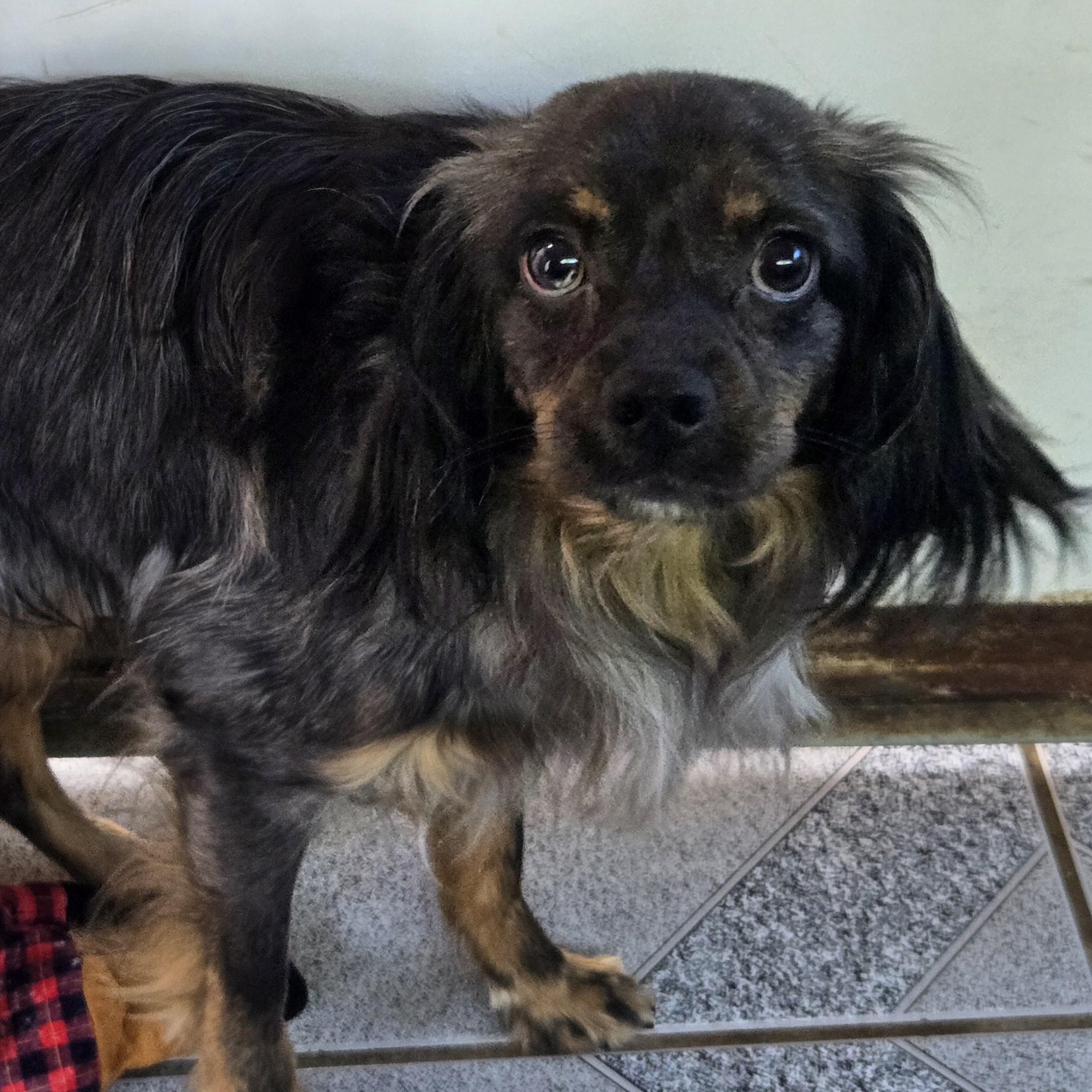 Enlarge Harry, a ADOPTABLE mixed breed in Normal, IL image 5/6