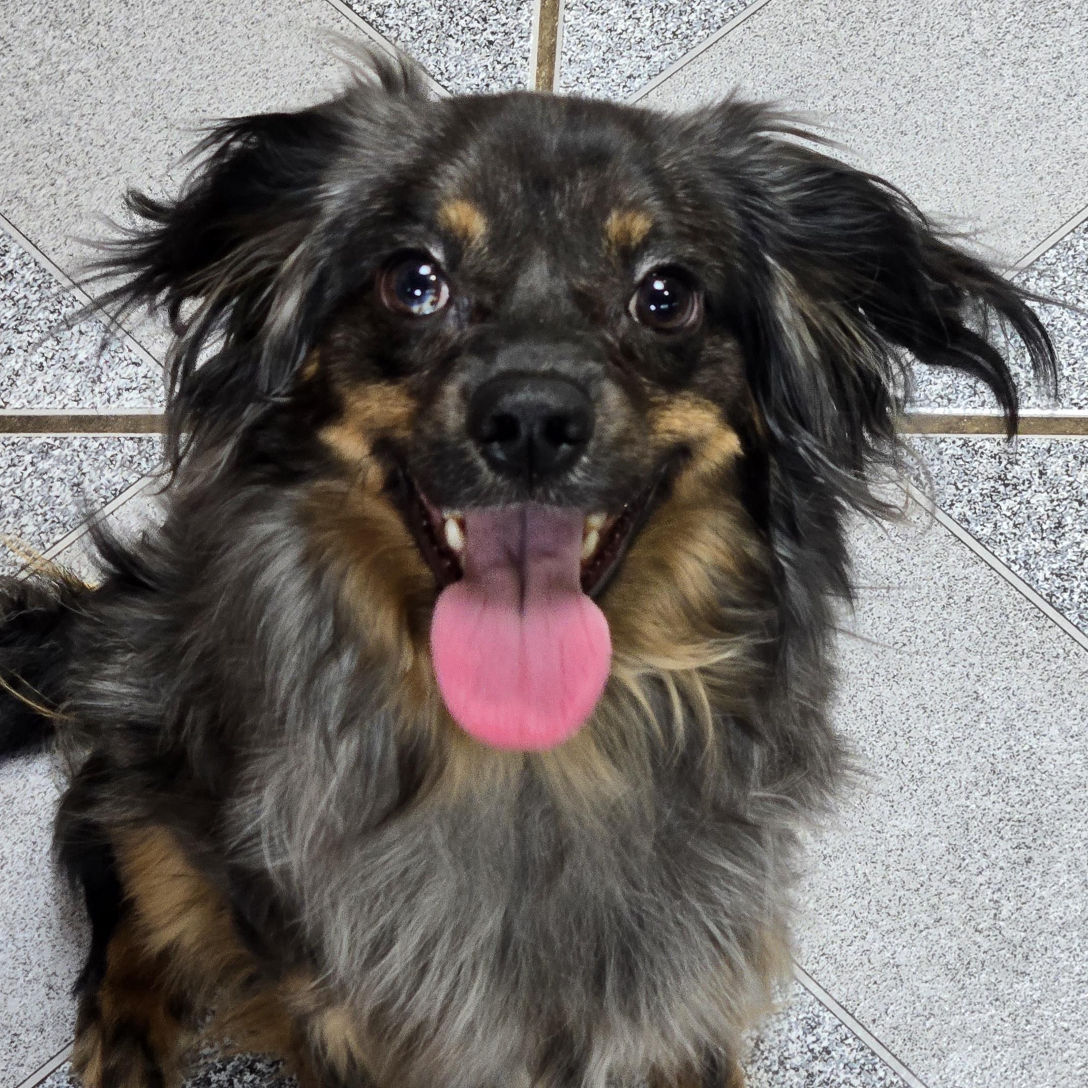 Enlarge Harry, a ADOPTABLE mixed breed in Normal, IL image 1/6