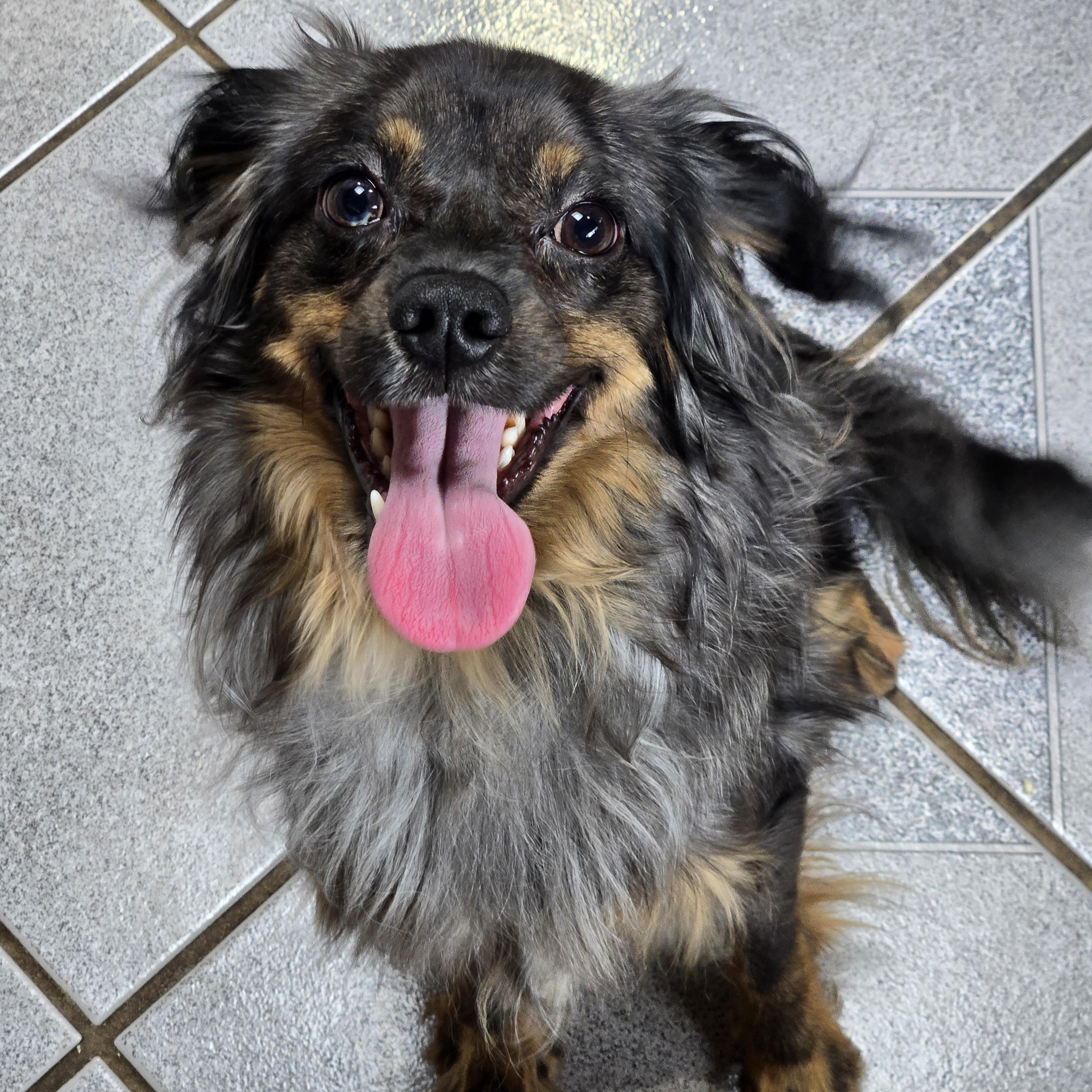 Enlarge Harry, a ADOPTABLE mixed breed in Normal, IL image 2/6