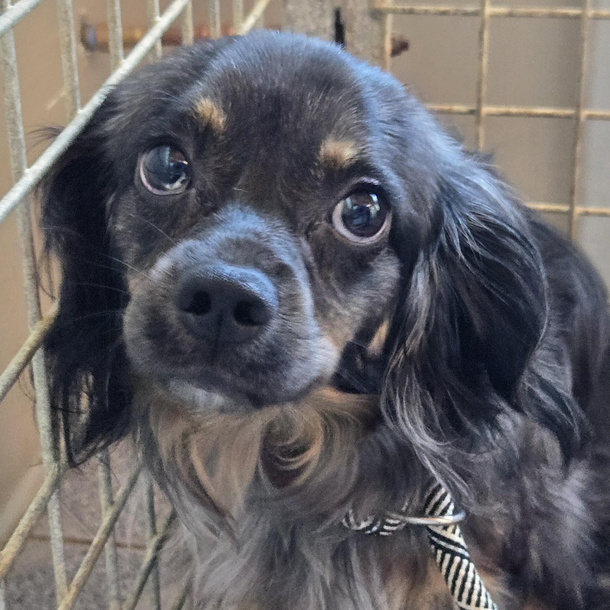 Enlarge Harry, a ADOPTABLE mixed breed in Normal, IL image 4/6