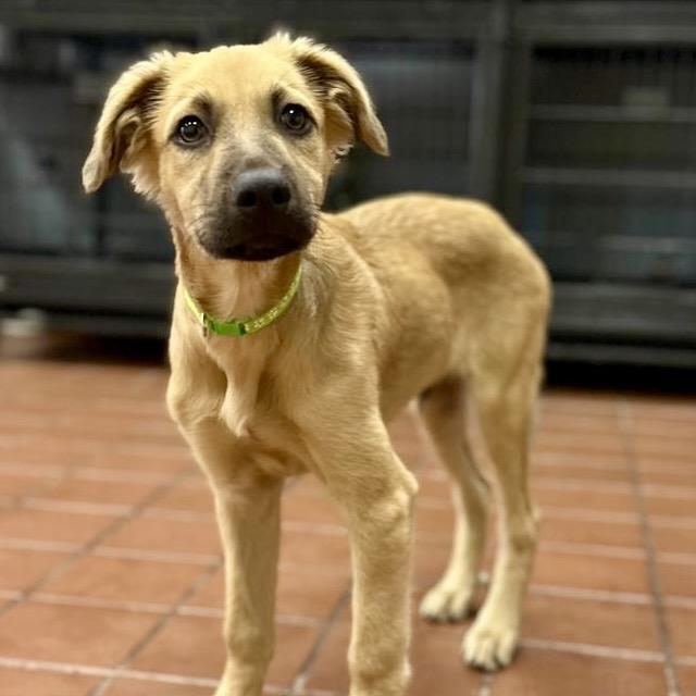 Enlarge Max, a Adoptable mixed breed in Lake Hopatcong, NJ image 2/3