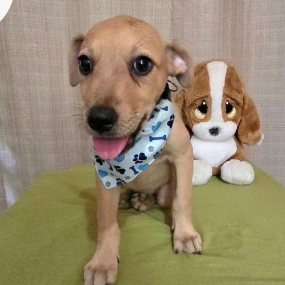 Enlarge Max, a Adoptable mixed breed in Lake Hopatcong, NJ image 3/3