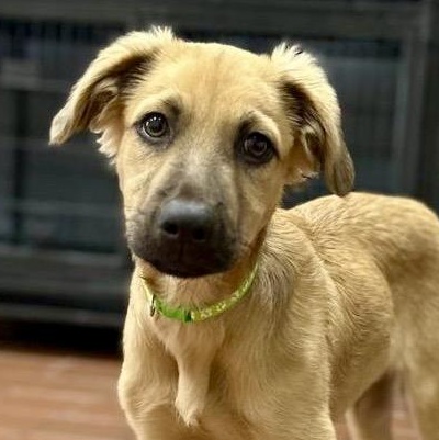 Enlarge Max, a Adoptable mixed breed in Lake Hopatcong, NJ image 1/3