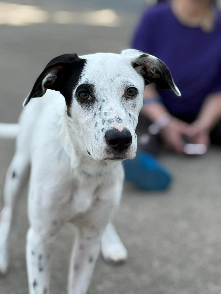 Sherbet, Adoptable, Young Female Hound.
