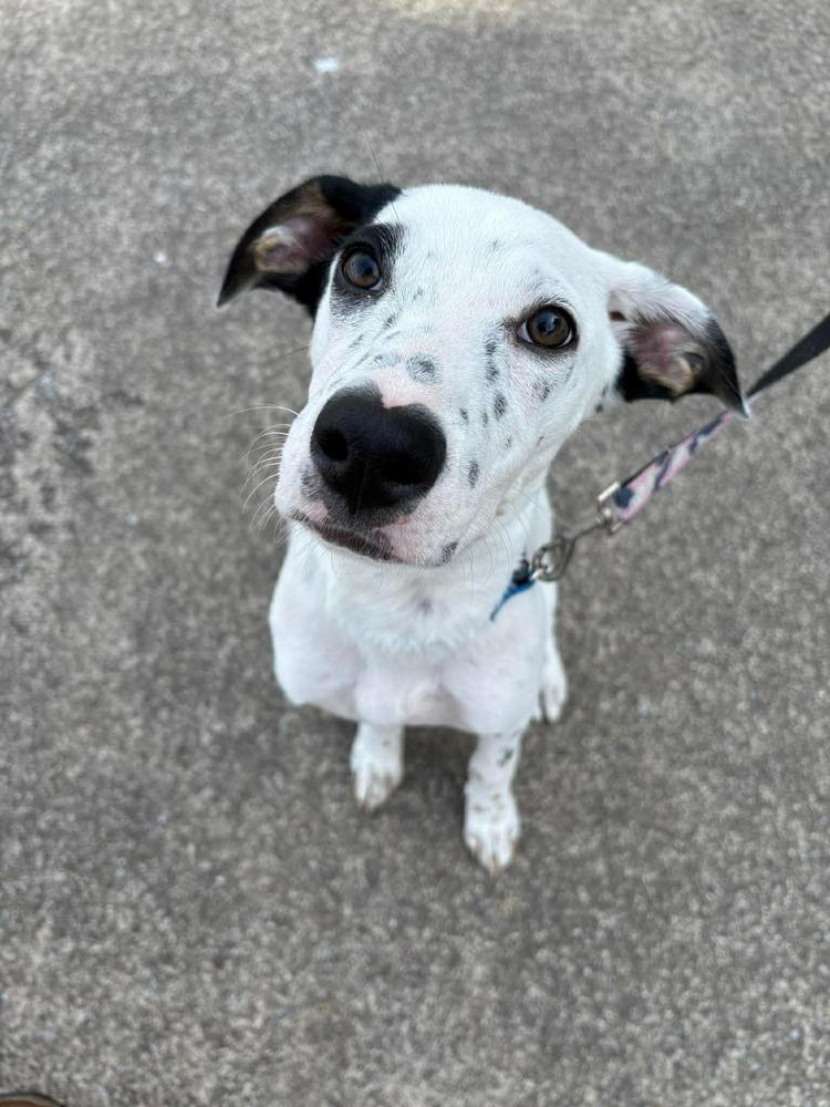 Sherbet, a Adoptable mixed breed in Middletown, CT image 2/4