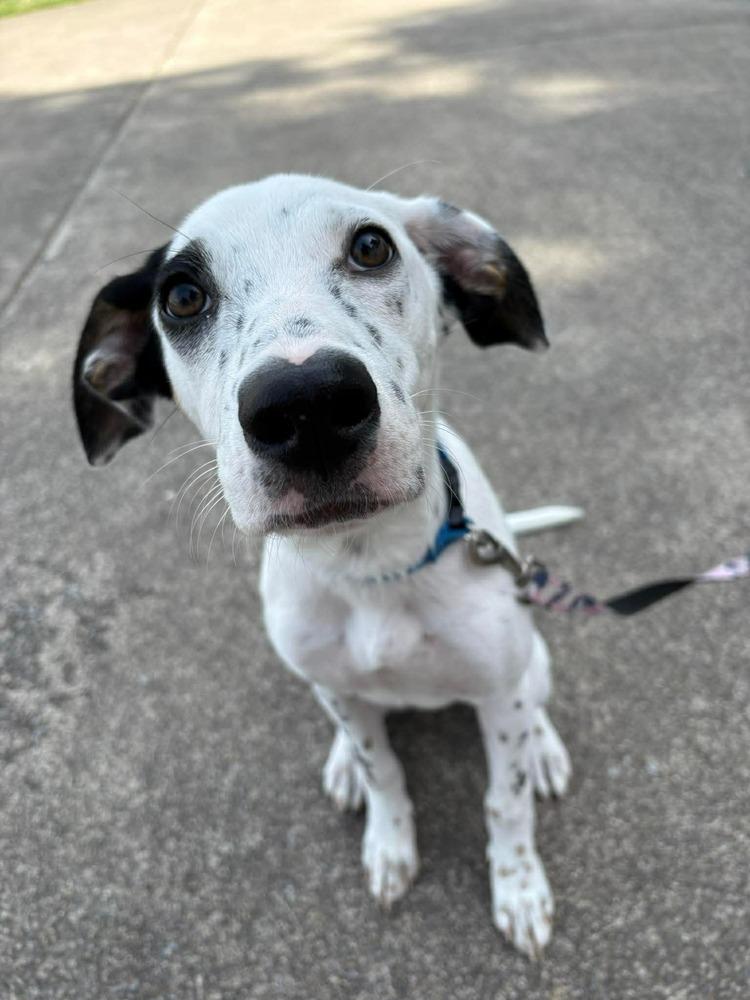Sherbet, a Adoptable mixed breed in Middletown, CT image 3/4