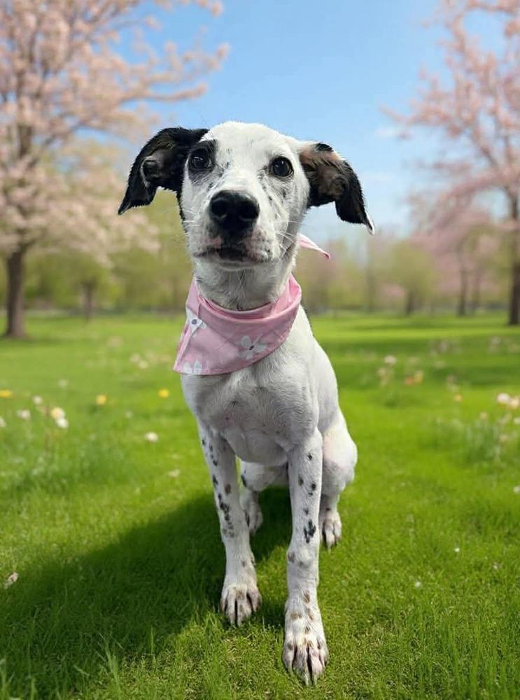 Sherbet, a Adoptable mixed breed in Middletown, CT image 4/4