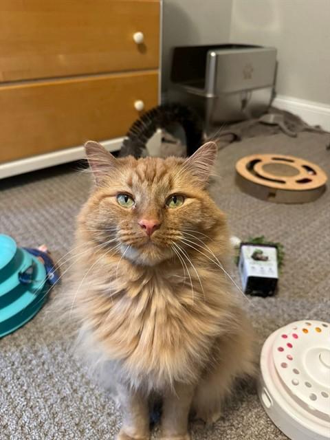 STITCH, Adoptable, Adult Male Domestic Long Hair.