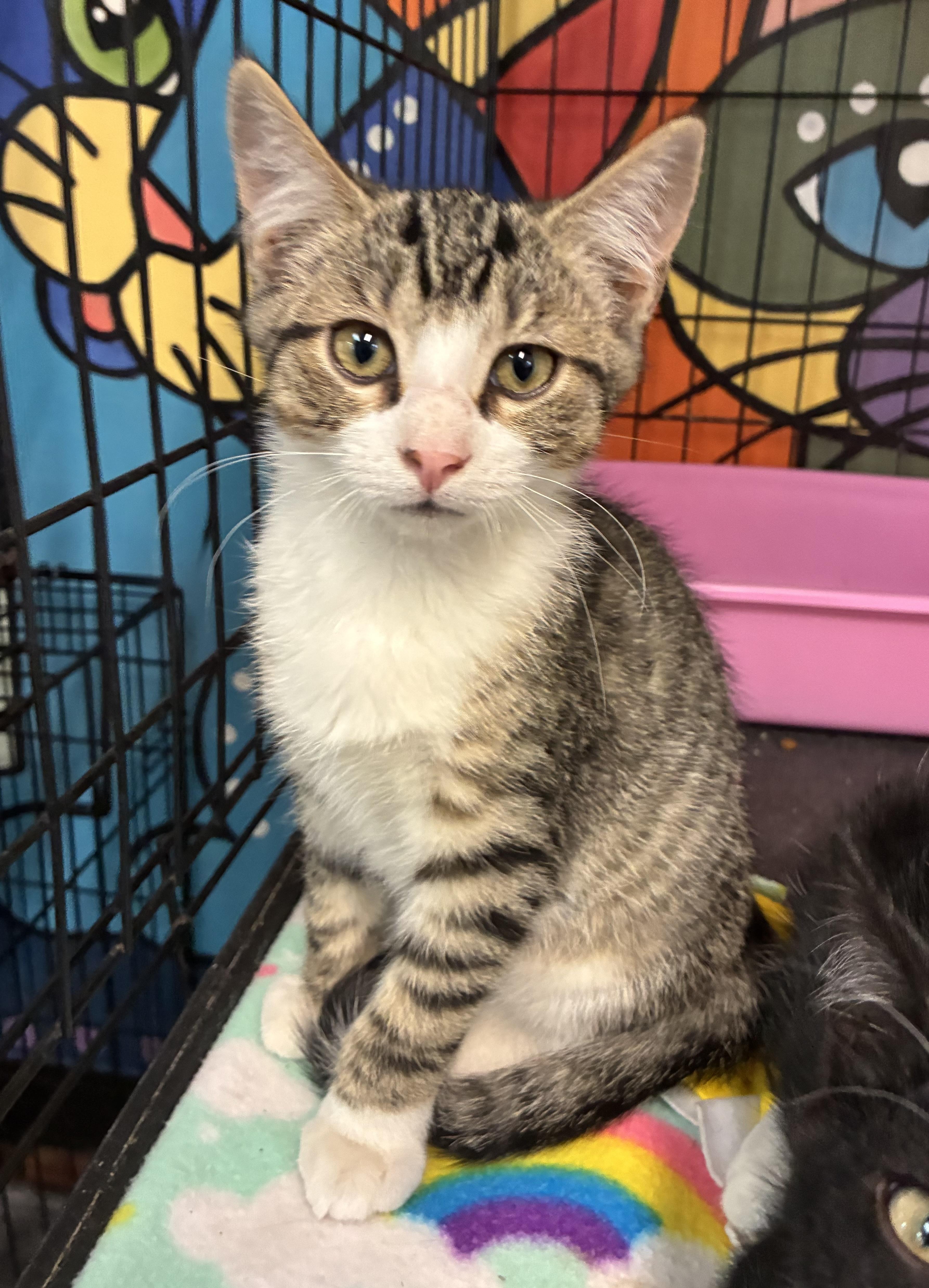 Willard, a ADOPTABLE Domestic Short Hair in Breinigsville, PA image 3/3