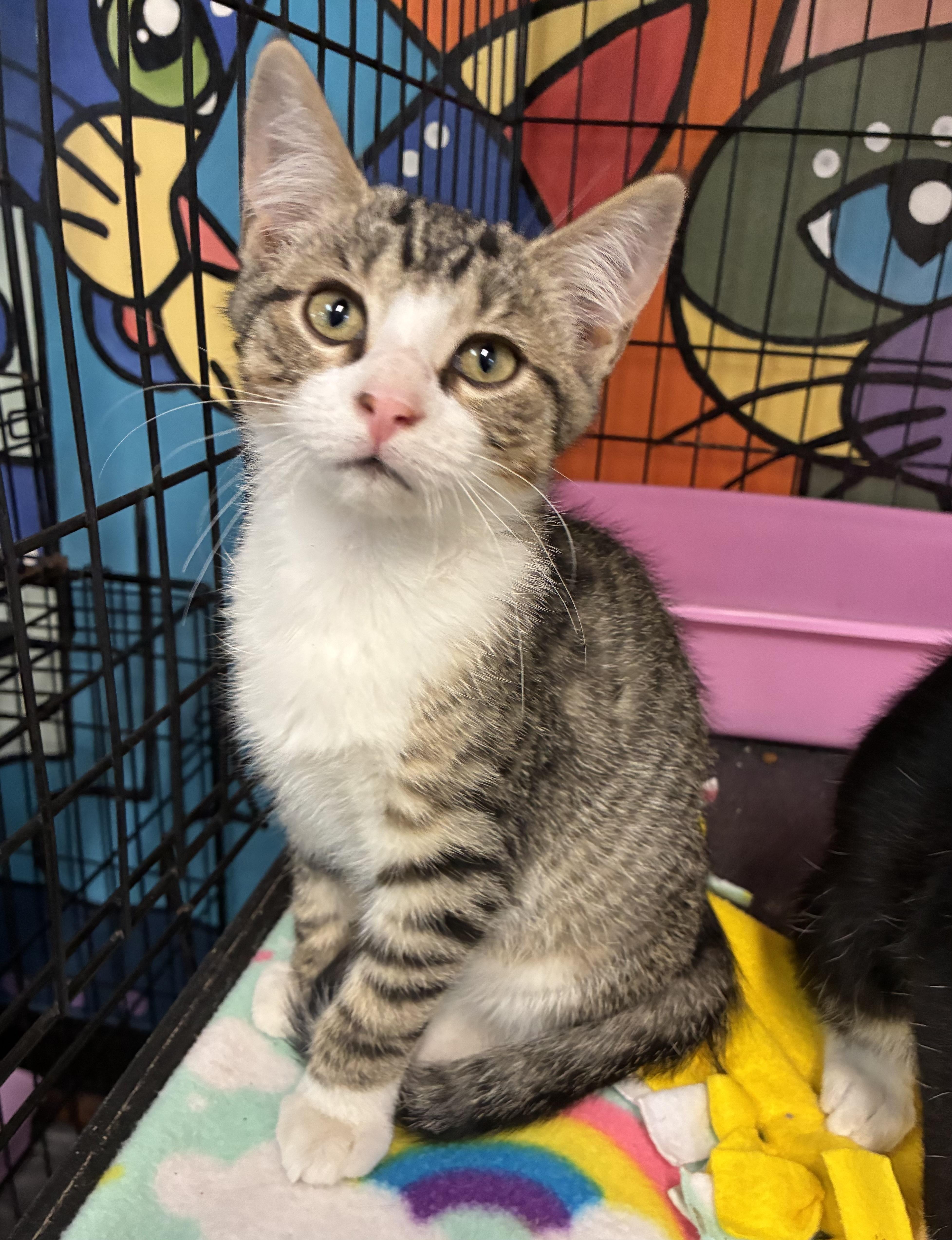 Willard, a ADOPTABLE Domestic Short Hair in Breinigsville, PA image 1/3