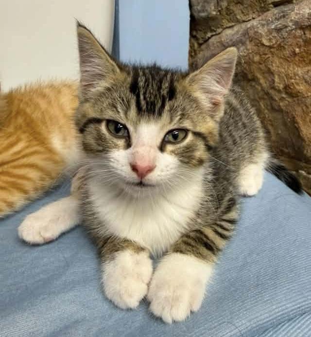 Enlarge Willard, a ADOPTABLE Domestic Short Hair in Breinigsville, PA image 1/1