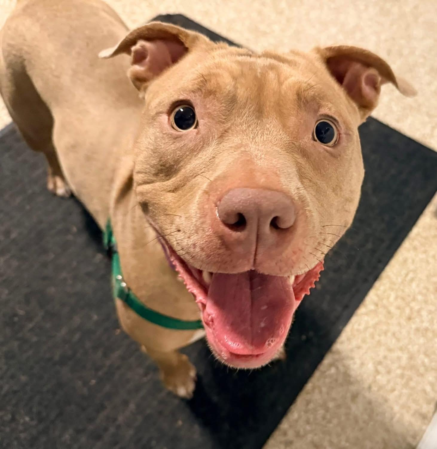 Zya, Adoptable, Young Female Pit Bull Terrier.