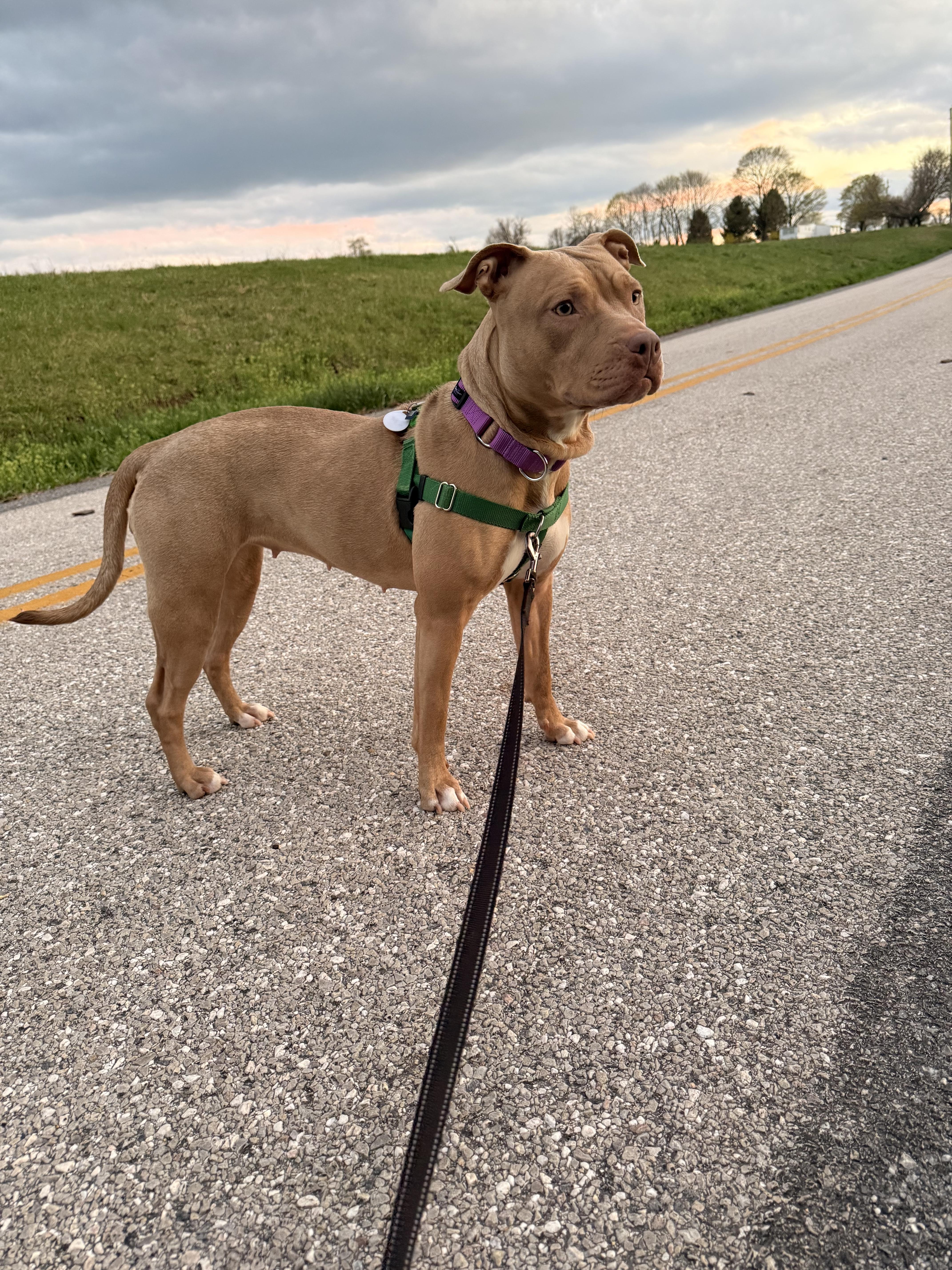 Enlarge Zya, a Adoptable Pit Bull Terrier in Dillsburg, PA image 3/6
