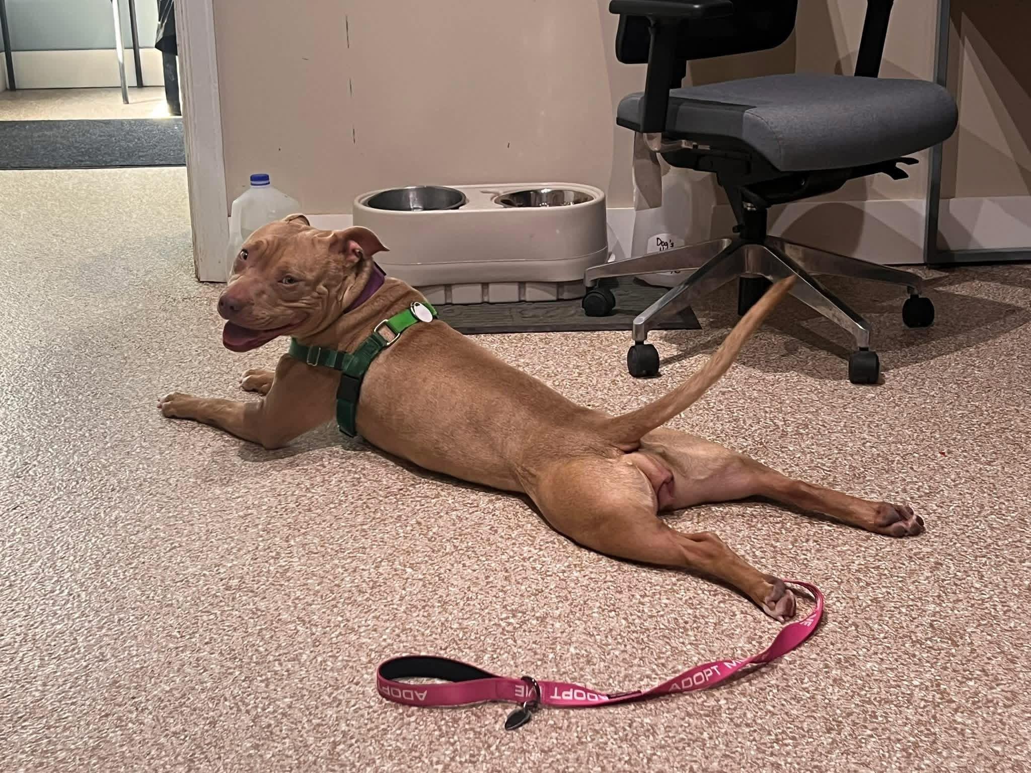 Enlarge Zya, a Adoptable Pit Bull Terrier in Dillsburg, PA image 4/6