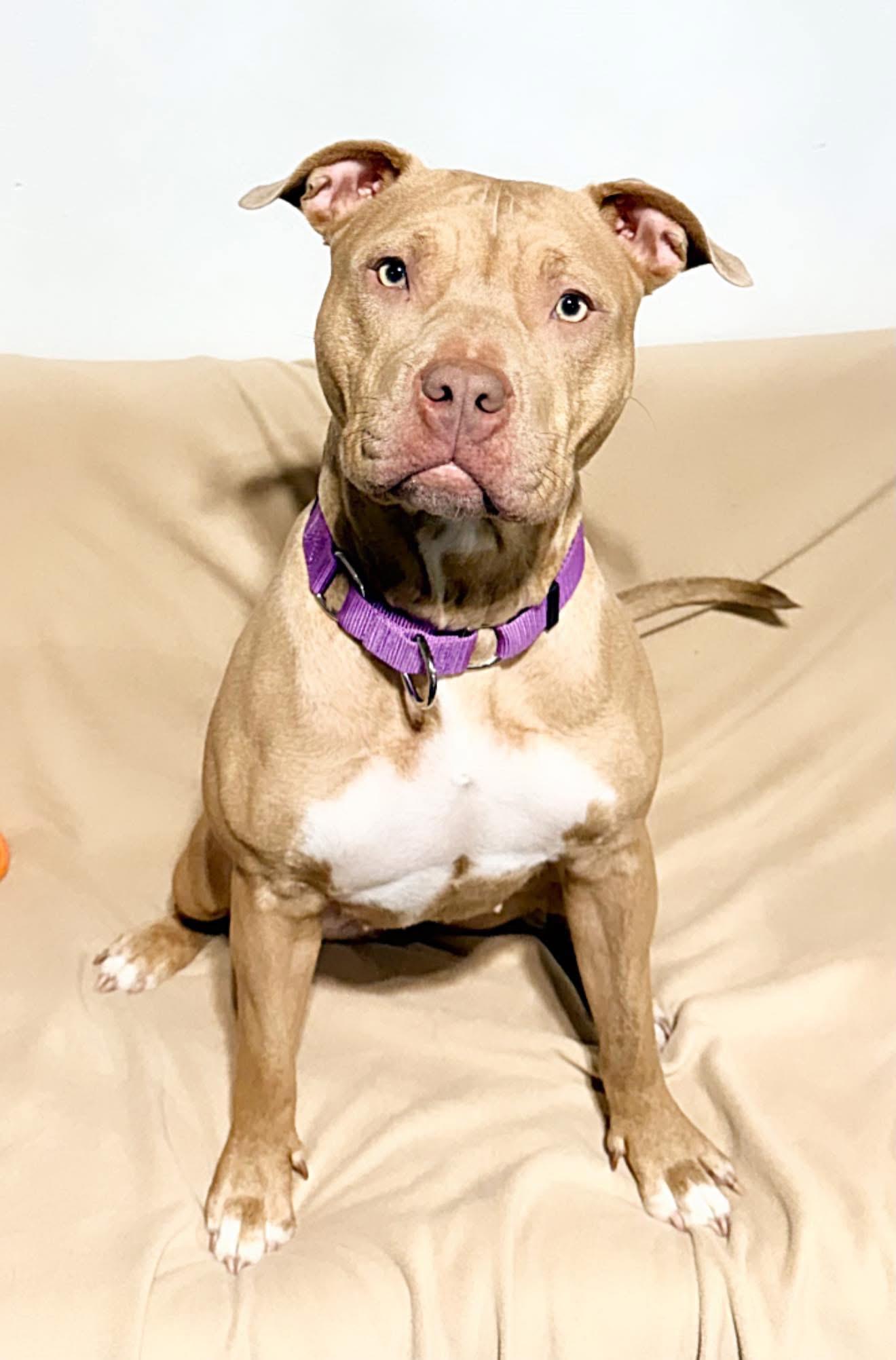 Enlarge Zya, a Adoptable Pit Bull Terrier in Dillsburg, PA image 5/6