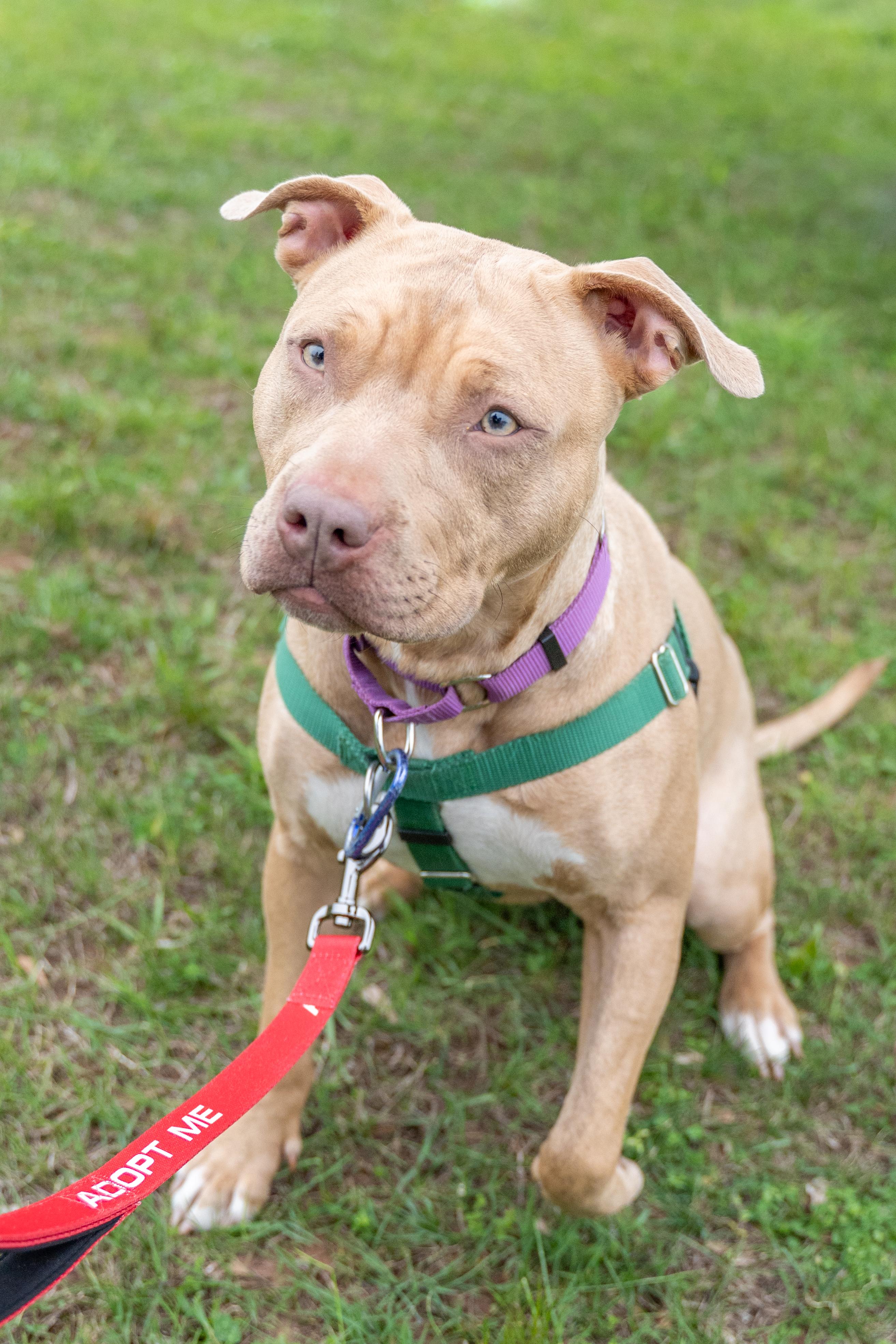 Zya, a Adoptable Pit Bull Terrier in Dillsburg, PA image 4/6