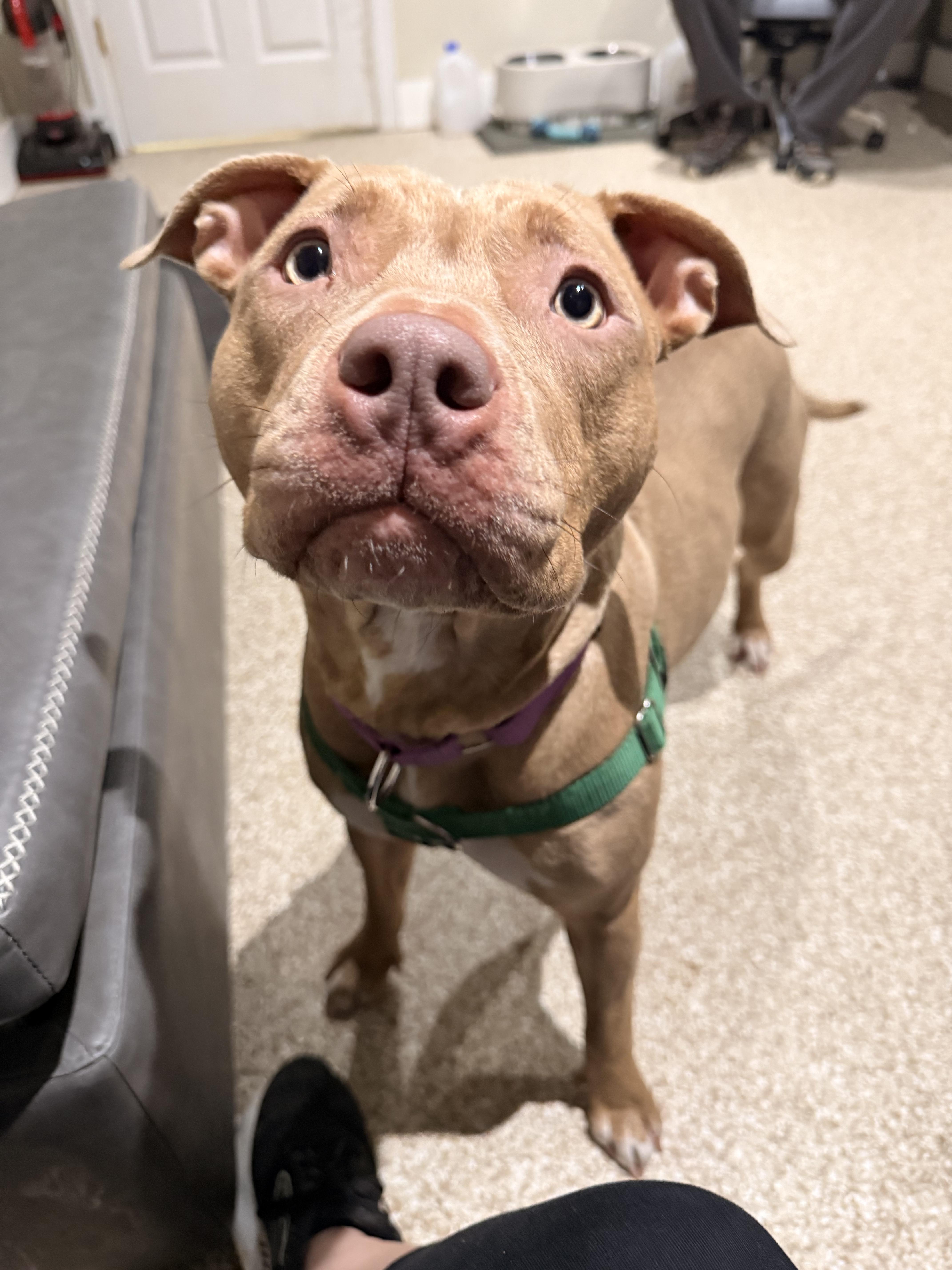 Enlarge Zya, a Adoptable Pit Bull Terrier in Dillsburg, PA image 6/6