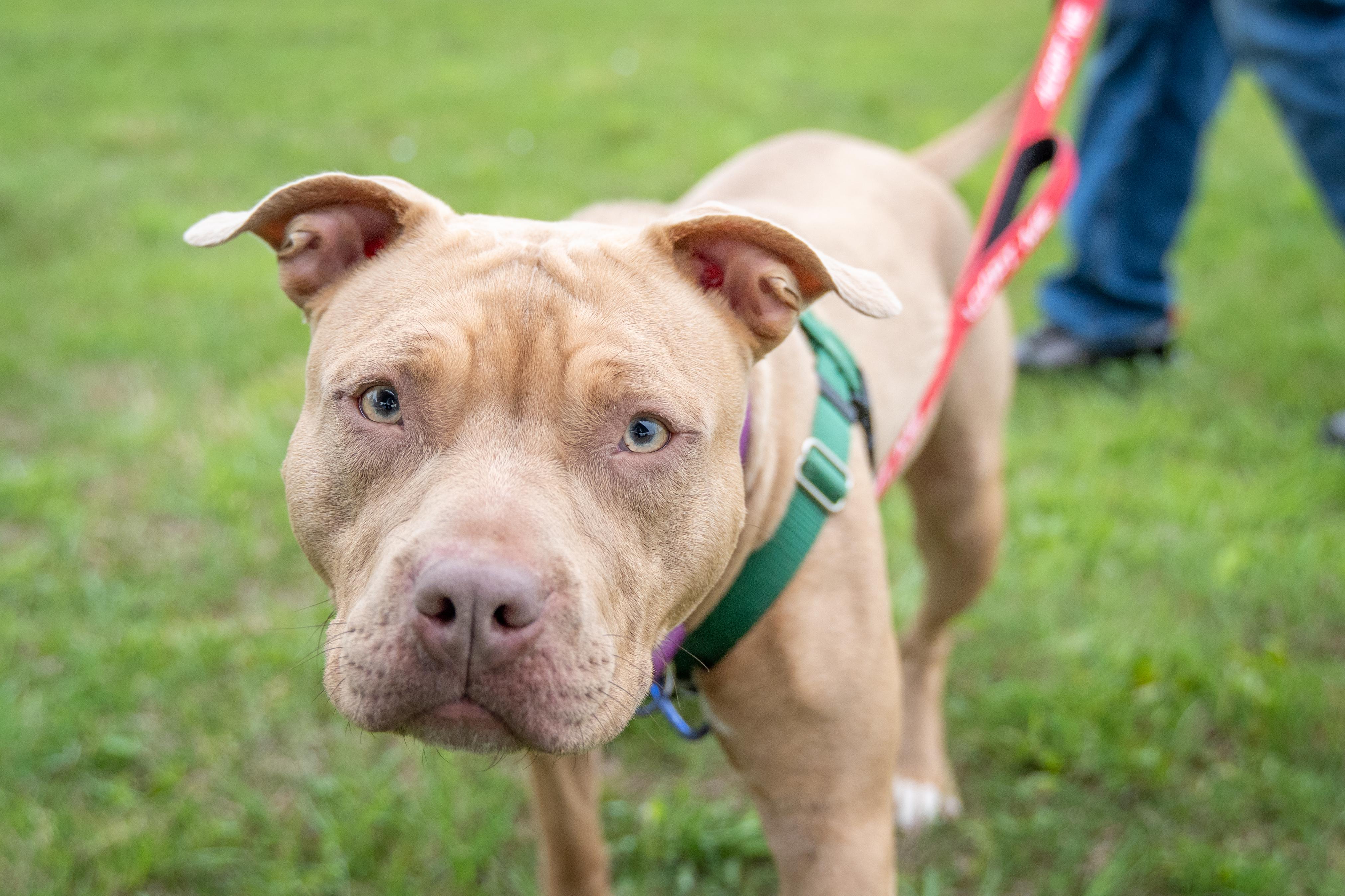 Zya, a Adoptable Pit Bull Terrier in Dillsburg, PA image 6/6