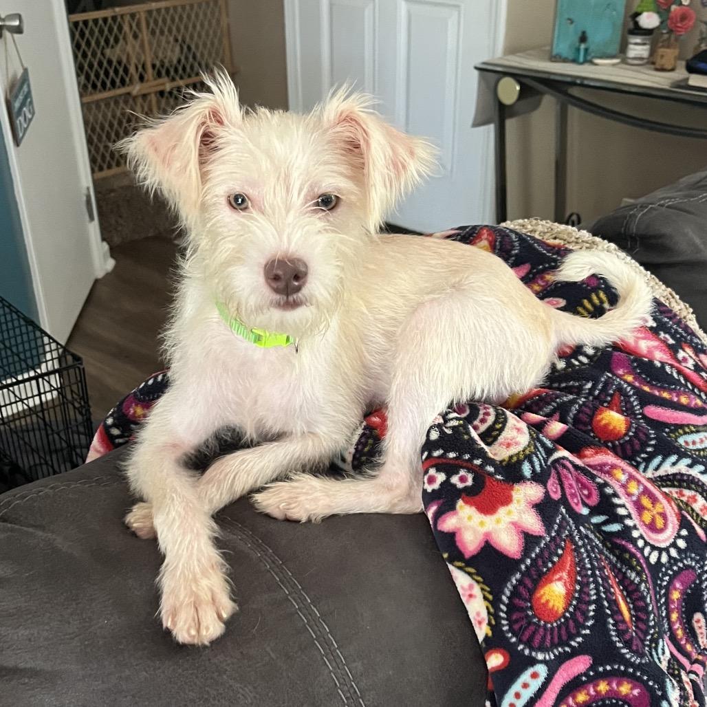 Ollie, Adoptable, Adult Male Terrier.