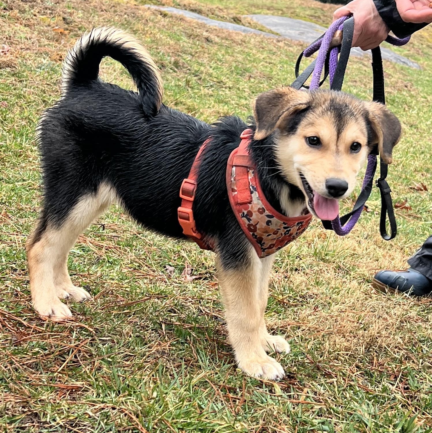 Enlarge Lexi, an adopted mixed breed in Cedar Mountain, NC image 2/6
