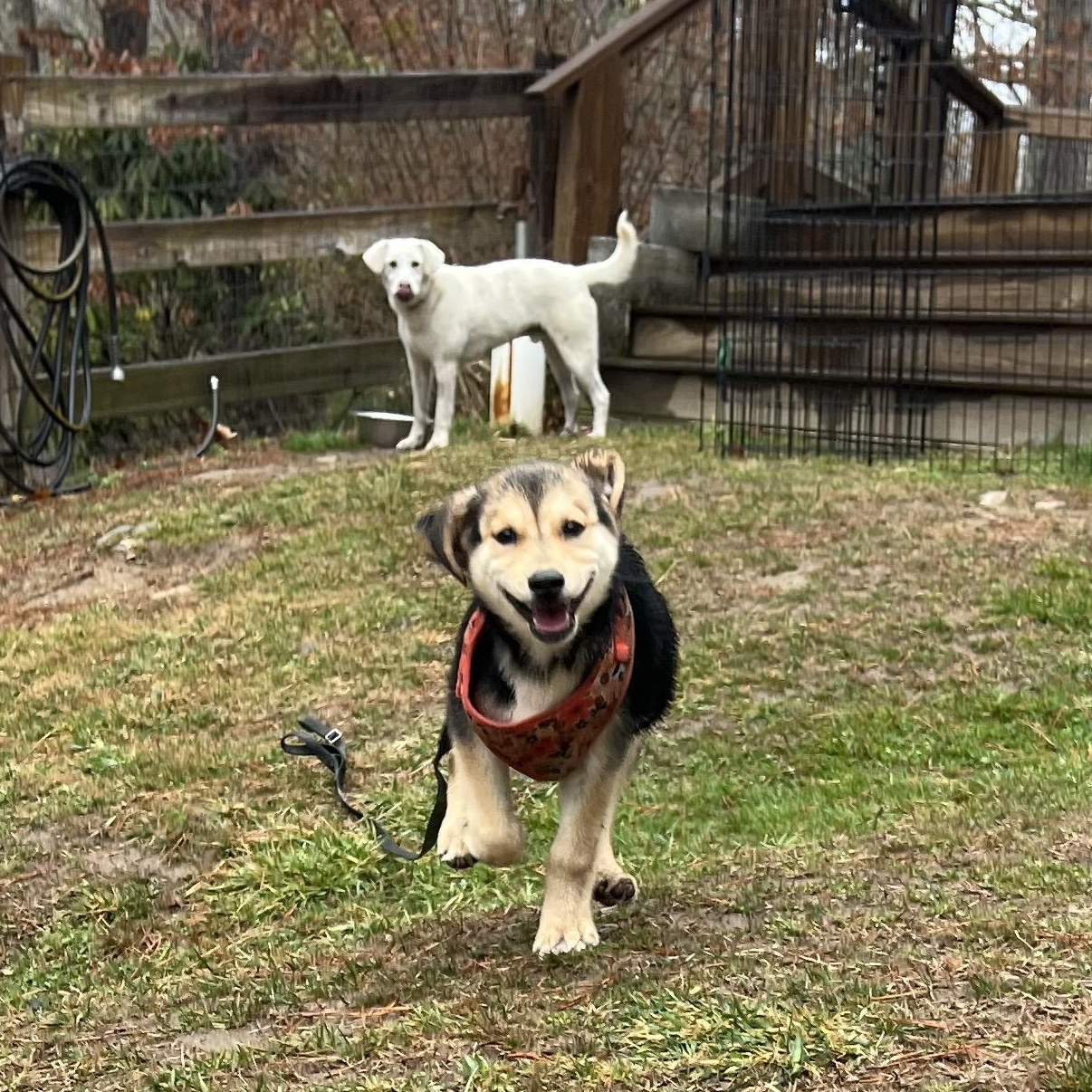 Enlarge Lexi, an adopted mixed breed in Cedar Mountain, NC image 3/6