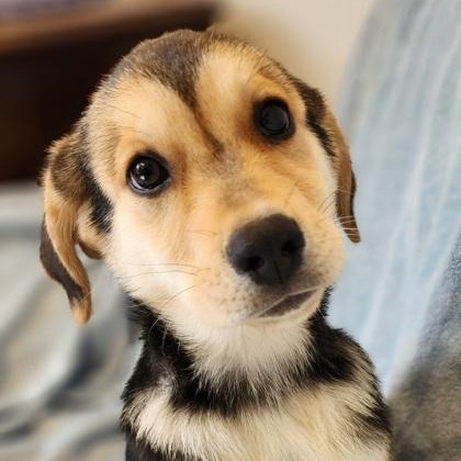 Enlarge Lexi, an adopted mixed breed in Cedar Mountain, NC image 5/6