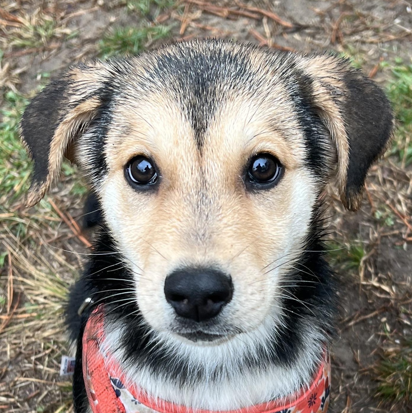 Lexi, adopted, Puppy Female German Shepherd Dog & Golden Retriever.