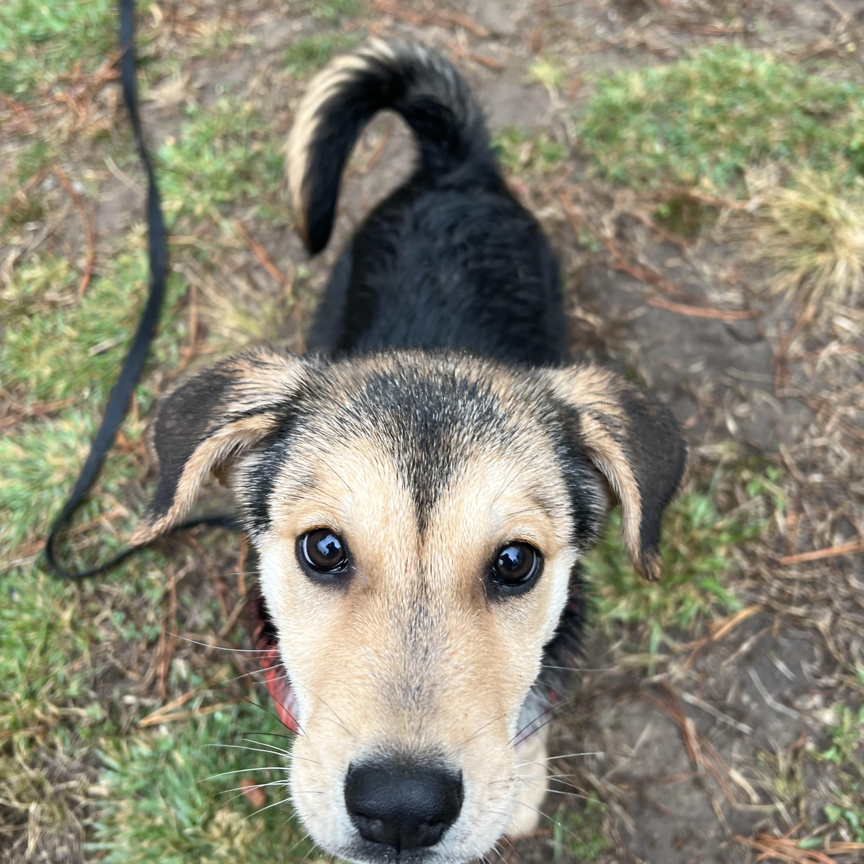 Enlarge Lexi, an adopted mixed breed in Cedar Mountain, NC image 6/6