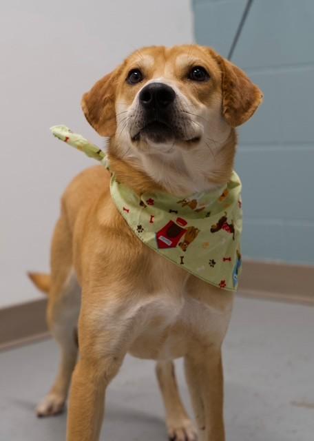 Marshall, ADOPTABLE, Adult Male Mountain Cur.