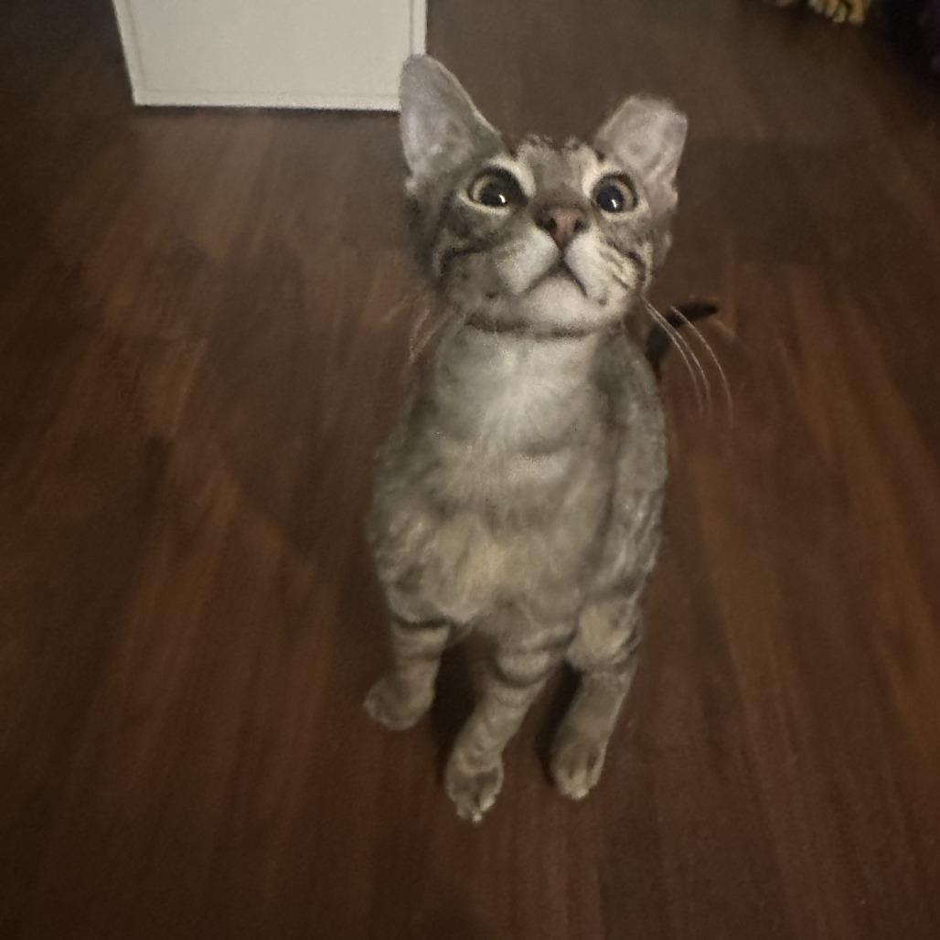 Bibi - Bonded to Boba, Adoptable, Adult Female Domestic Short Hair.