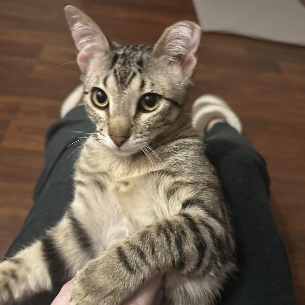 Enlarge Bibi - Bonded to Boba, a Adoptable Domestic Short Hair in Middleton, WI image 2/6