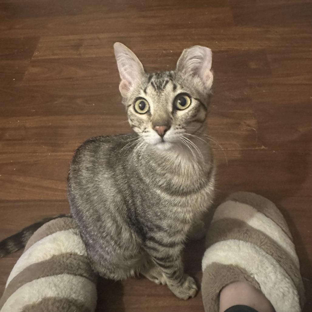 Enlarge Bibi - Bonded to Boba, a Adoptable Domestic Short Hair in Middleton, WI image 3/6