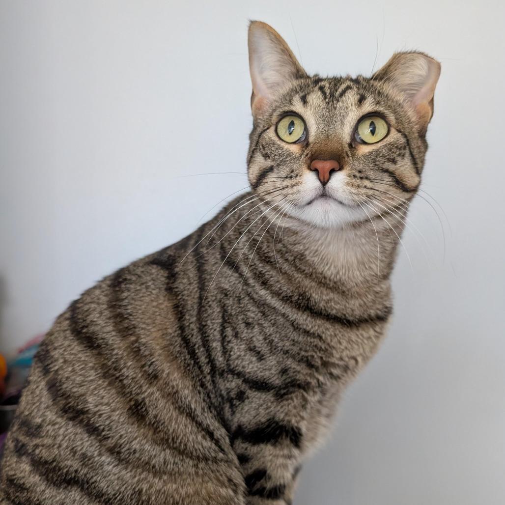 Bibi - Bonded to Boba, Adoptable, Adult Female Domestic Short Hair.