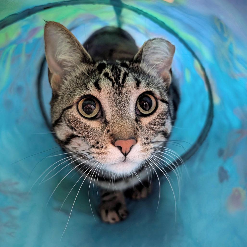 Enlarge Bibi - Bonded to Boba, a Adoptable Domestic Short Hair in Middleton, WI image 2/3