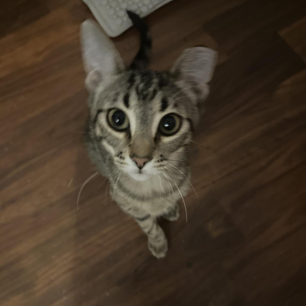Enlarge Bibi - Bonded to Boba, a Adoptable Domestic Short Hair in Middleton, WI image 4/6
