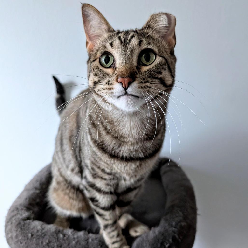 Enlarge Bibi - Bonded to Boba, a Adoptable Domestic Short Hair in Middleton, WI image 5/6