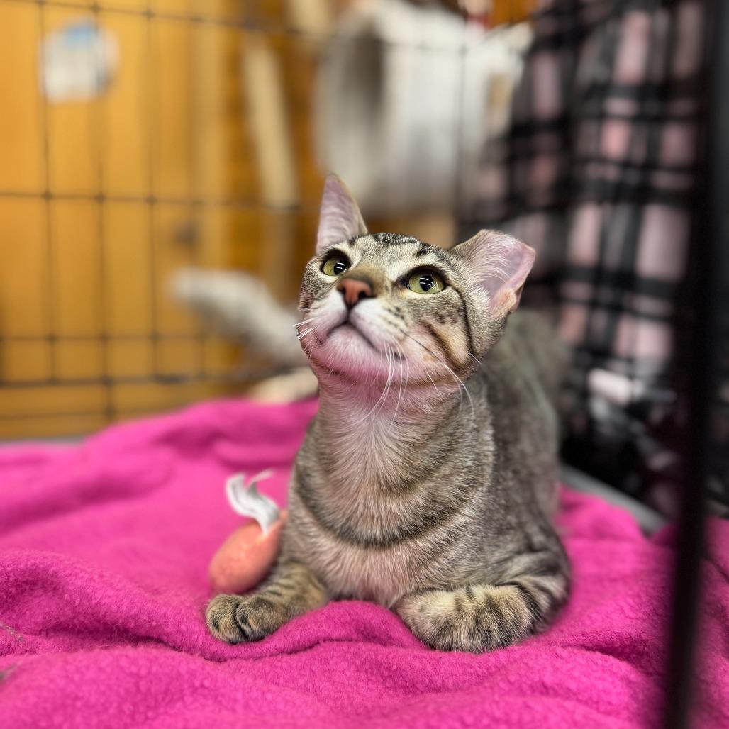 Enlarge Bibi - Bonded to Boba, a Adoptable Domestic Short Hair in Middleton, WI image 6/6