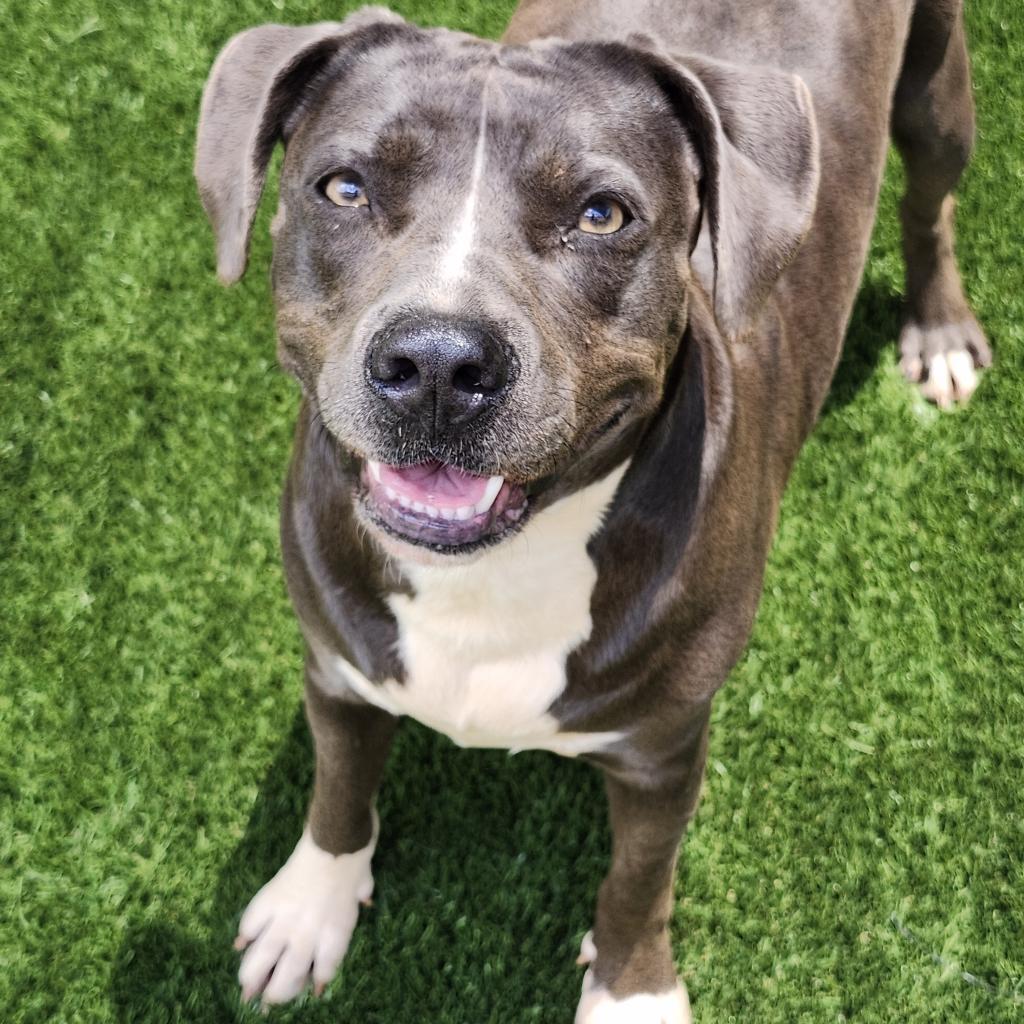 Kit Kat, Adoptable, Adult Female Mixed Breed.