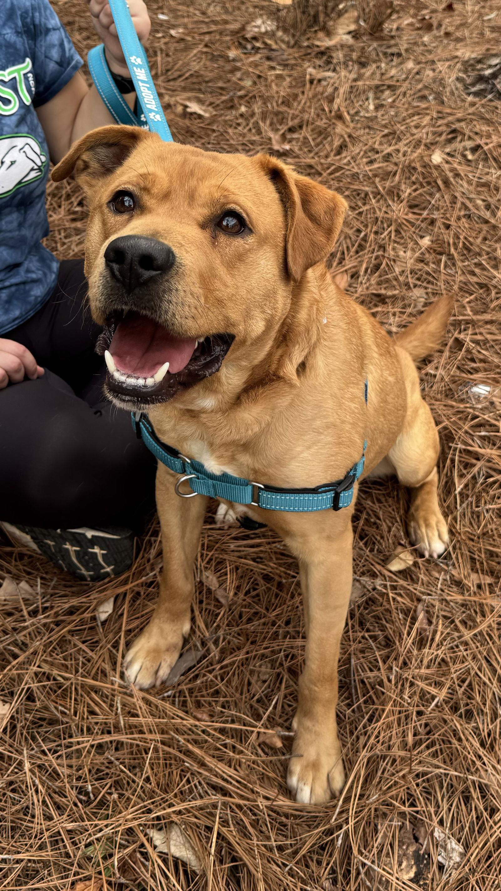 Enlarge Rusty, a Adoptable Mixed Breed in Thomasville, NC image 2/3