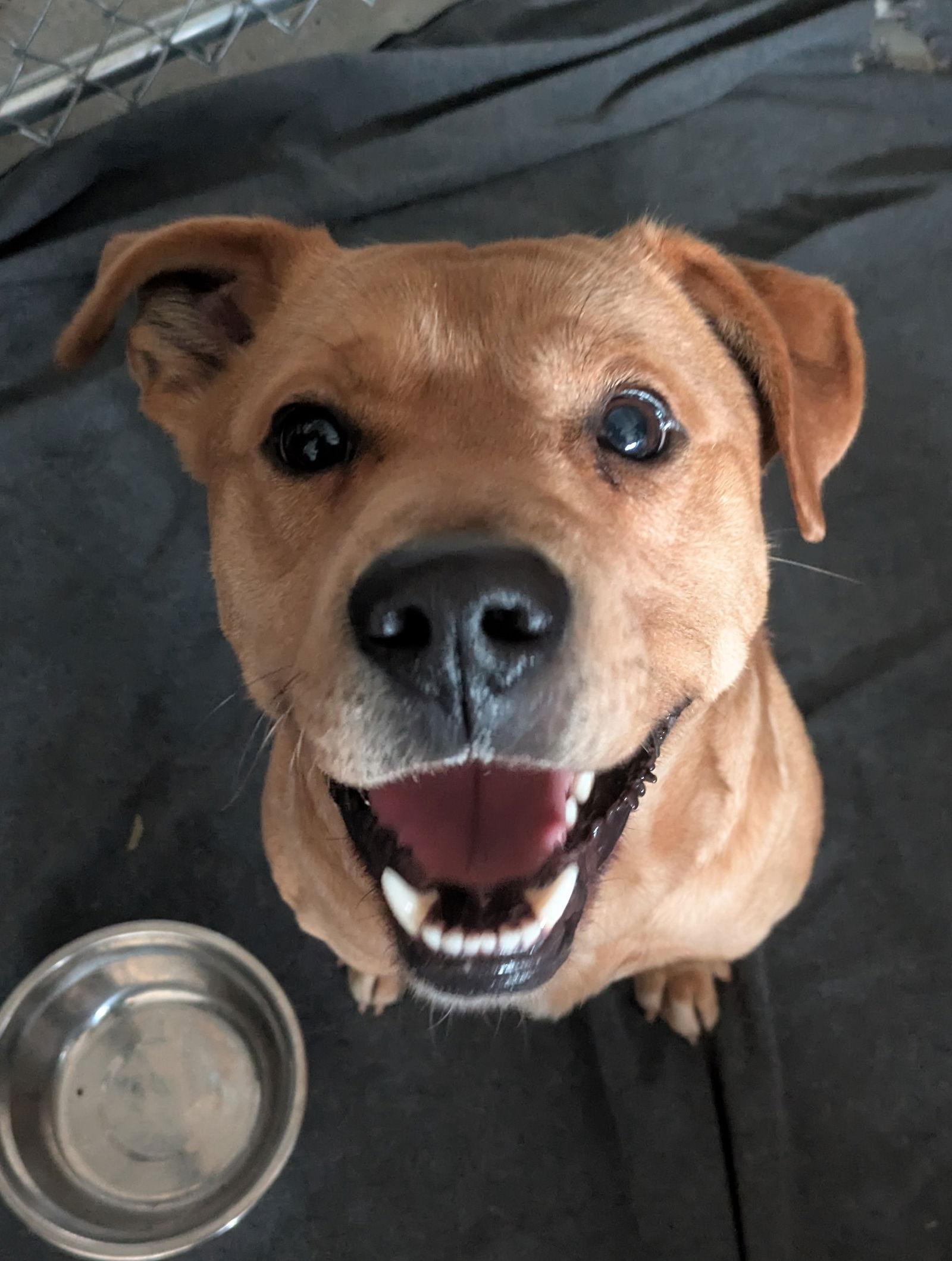Enlarge Rusty, a Adoptable Mixed Breed in Thomasville, NC image 3/3