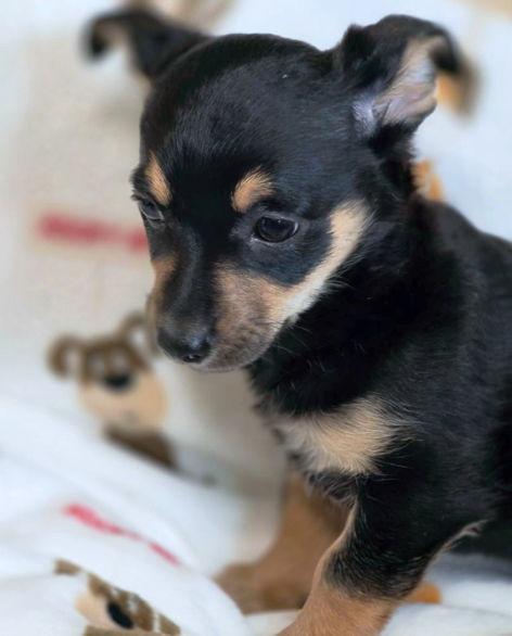 Enlarge Roxy, a Adoptable mixed breed in Anaheim Hills, CA image 1/3