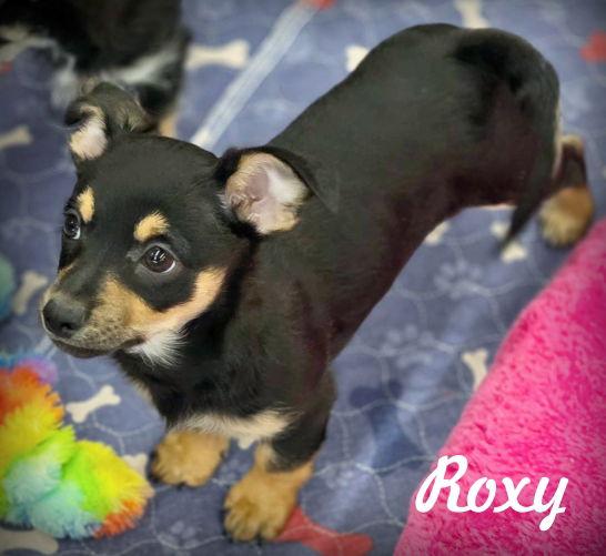 Enlarge Roxy, a Adoptable mixed breed in Anaheim Hills, CA image 2/3
